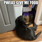 Pleading dog | Pweas give me food | image tagged in pleading dog | made w/ Imgflip meme maker