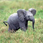 baby elephant