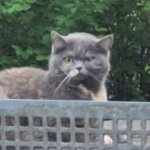 Mr Cat