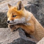 thinking fox