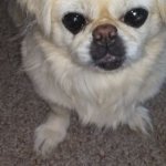 Pekingese