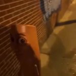 Hide GIF Template
