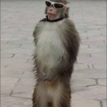 Nonchalant monkey