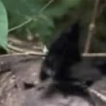 bird courting dance GIF Template