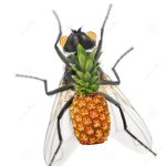 Fruit fly