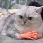 Thinking cat with hands