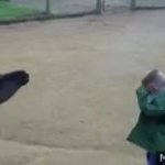 Spitting llama GIF Template