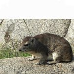 Pondering Hyrax