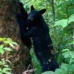 yearling bear