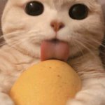 Gato comiendo papa