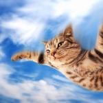 Flying-cat meme
