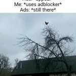 This has genuinely happened to me | Ads: *appear*
Me: *uses adblocker*
Ads: *still there* | image tagged in screaming chicken on tree | made w/ Imgflip meme maker