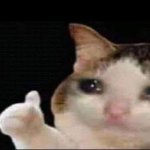 Sad cat