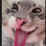 cat meme