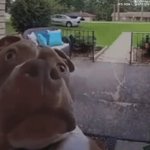 Judge dog