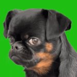 Sad dog