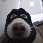 asdf GIF Template