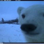 Silly bear