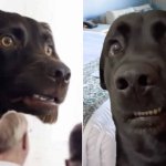confused dog
