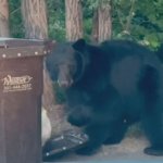 student bear dumpster diving