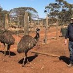 emu farmer