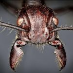 Lock tf in twin (bullet ant)