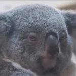 Angry koala