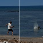 Man throwing rock at seal meme