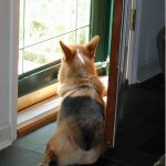 Corgi window