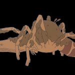 Spider frog