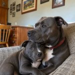 Pit bull