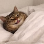 Cat ñajeje