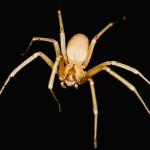 Brown Recluse Spider meme