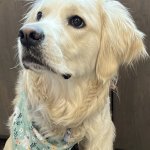 Waiting Dog