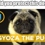 silly goober | would you protect this dog? :3 | image tagged in gyoza the pug | made w/ Imgflip meme maker