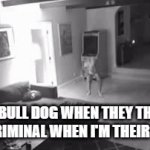 Jump Scarrrrr | my bull dog when they think i'm a criminal when i'm their owner | image tagged in funny | made w/ Imgflip video-to-gif maker