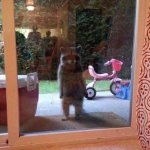 Curious racoon