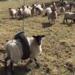 Stuck sheep