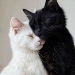 Kitty love meme