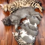 Kitty family meme