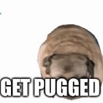 Upvote for pug | Get pugged | image tagged in gifs,pug | made w/ Imgflip video-to-gif maker