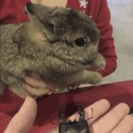 Uncomfortable Bunny Meme Template