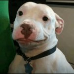Dog smiling
