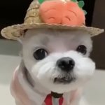 silly dog template