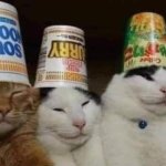 concejo gatos