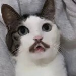 Moustache Cat
