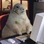 Prairie dog office work