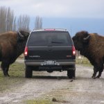 Two bison in car