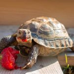 Bloody tortoise
