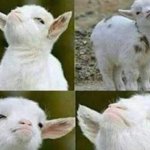 Goat